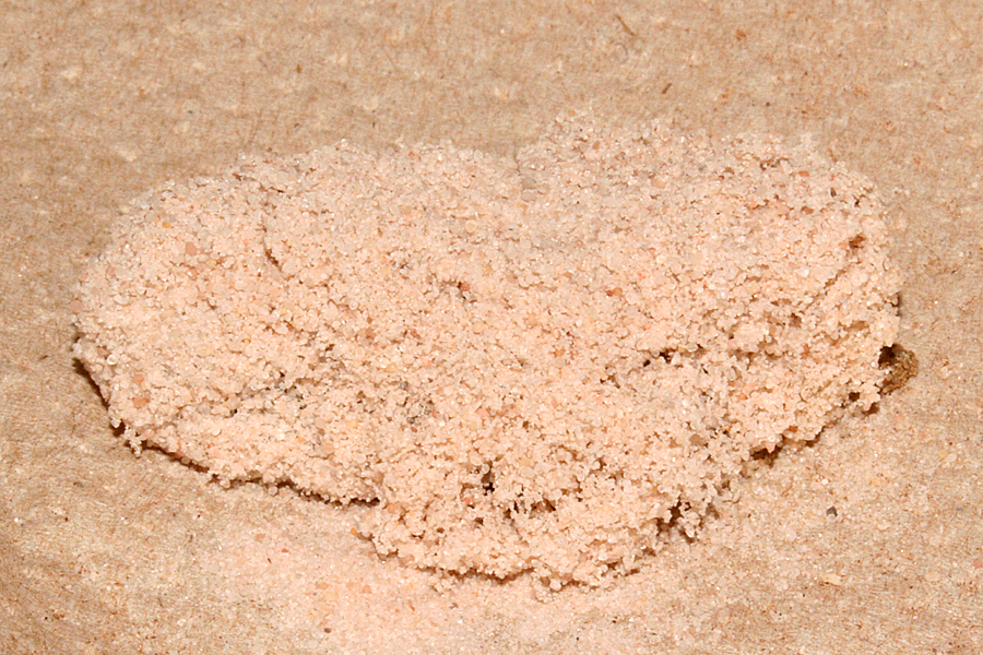 prepupa in cocoon under sand
