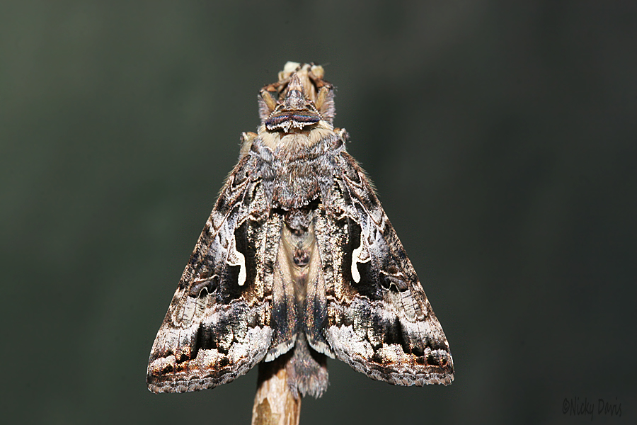 moth