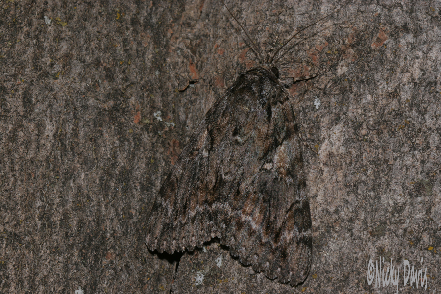 moth unknown