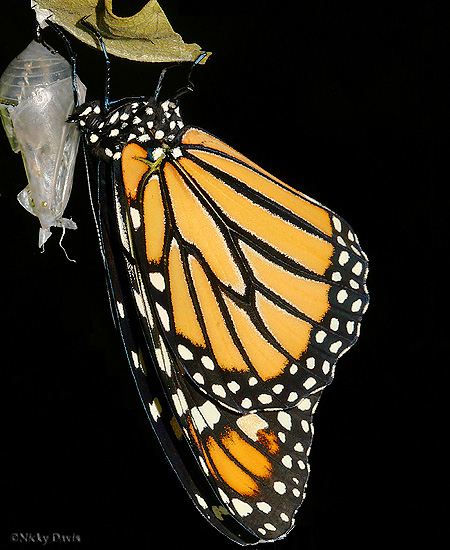 after emerging from pupa