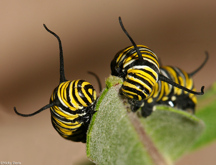 two 4th instar larva feeding on milkweed
