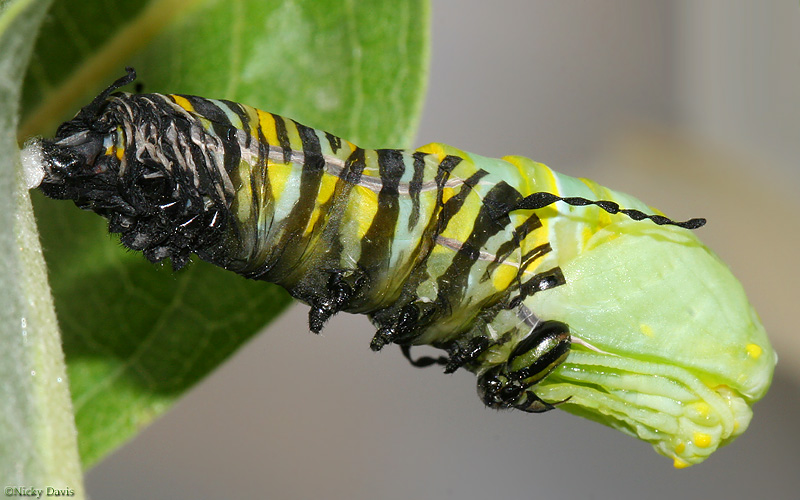 Old skin of larva splitting and
                    pupa emerging