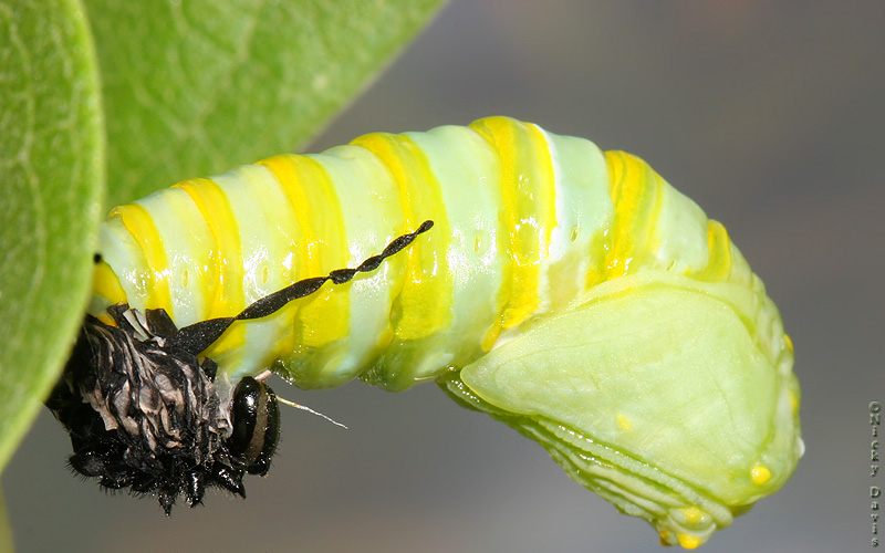 Old skin of larva splitting and new pupa
                    emerging
