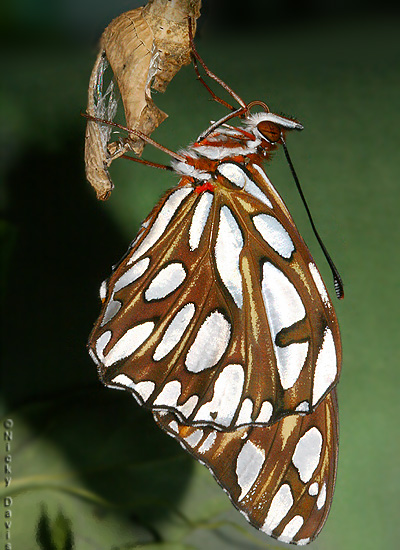newly eclosed butterfly