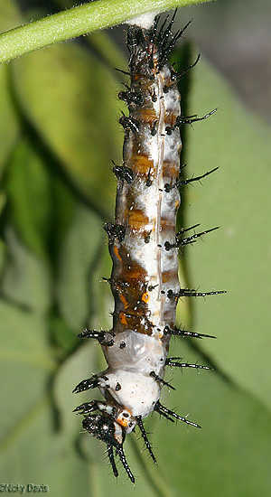 skin splitting from the larva and pupa
                          emerging
