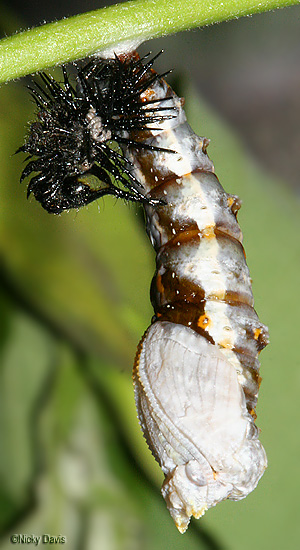 pupa began swinging around in a
                              circle to rid itself of larval skin and
                              head