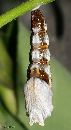 ventral view
                            of new pupa
