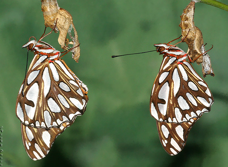 Female on left and Male on right