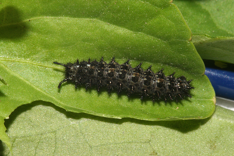 third instar