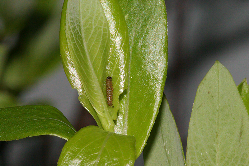first instar on planifolia