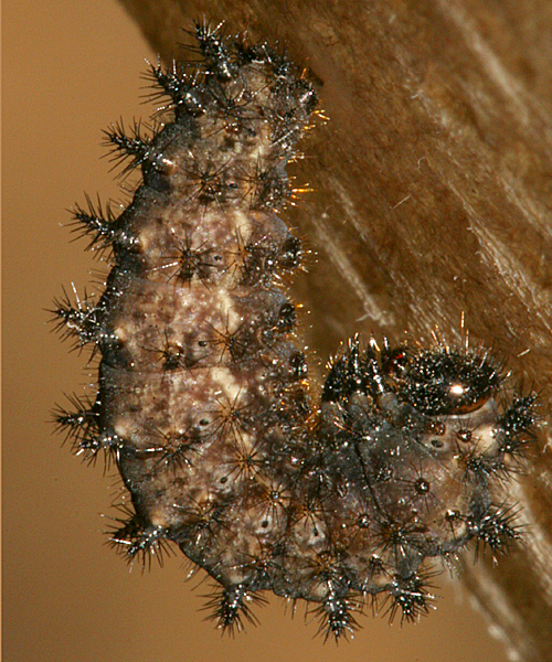 5th instar set to pupate