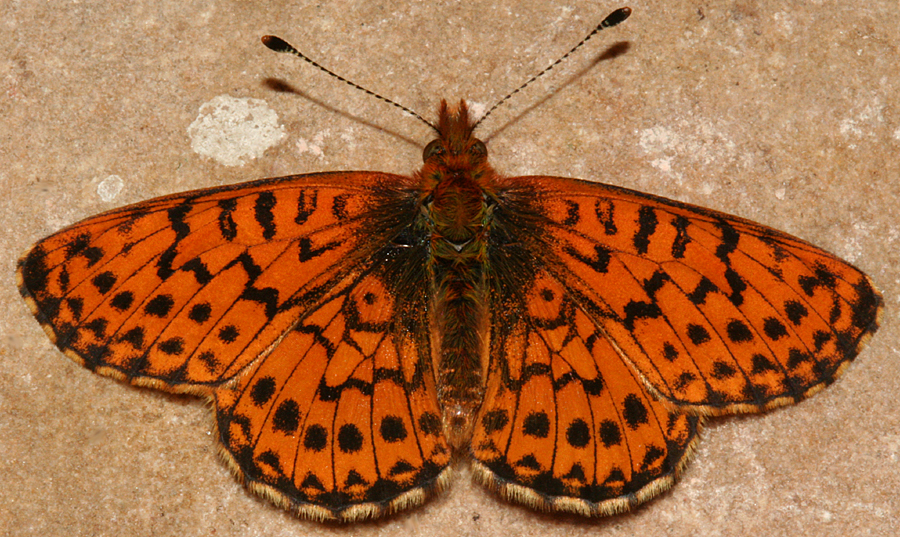 dorsal view of adult