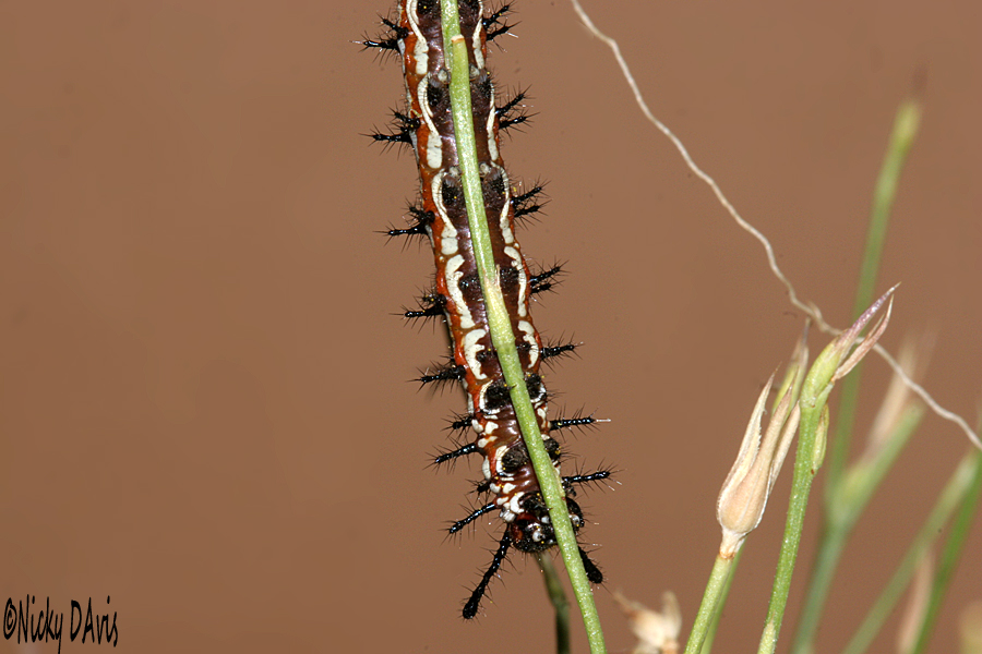 underside of 30mm long caterpillar