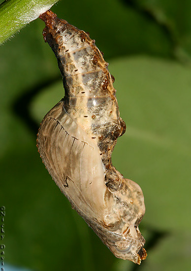 New pupa on November 1106, 11:14 A.M.