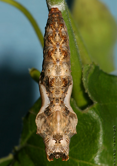 New pupa on November 11, 2006, 11:16 A.M.