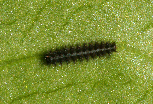 #5 as 2nd instar