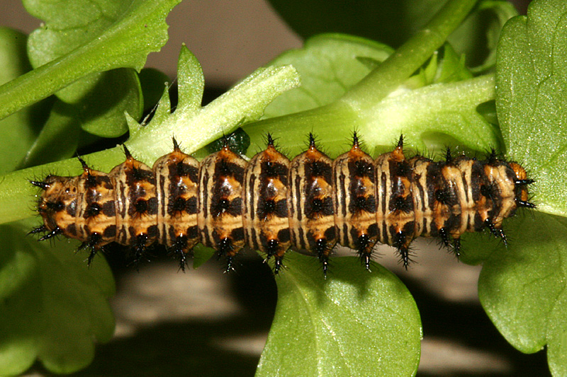 6th instar