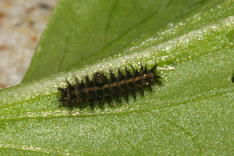 4th instar