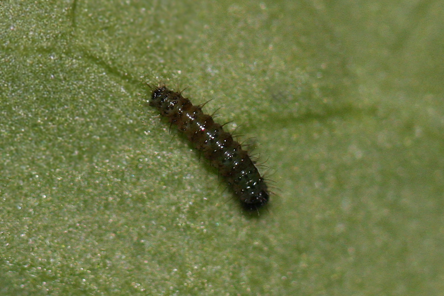 # 1 - first instar- hatched 10 June, photo 12 June 2012