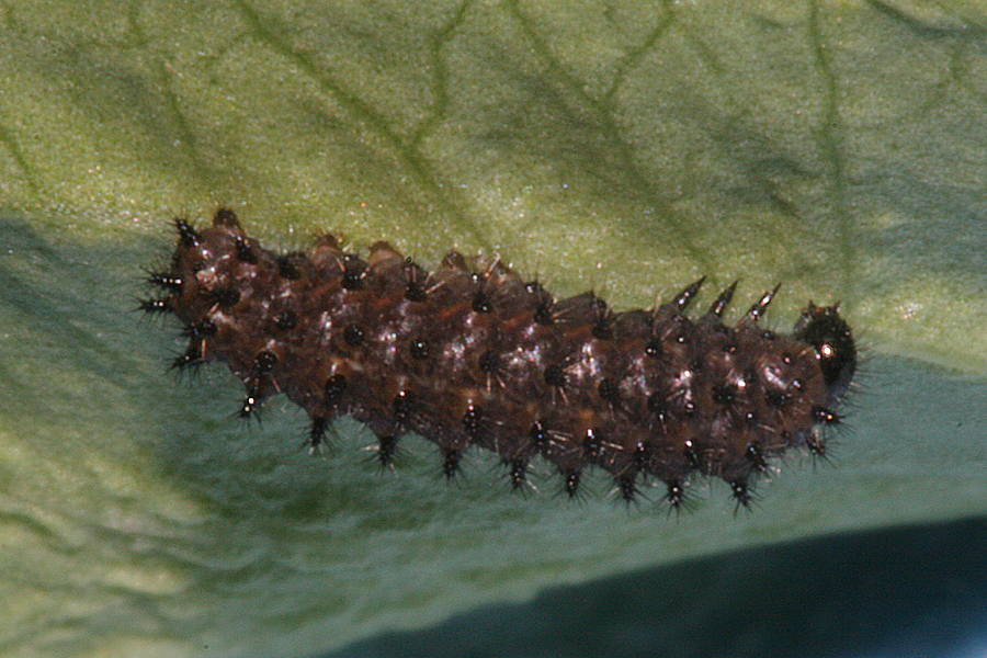 #1 larvae on 25 June