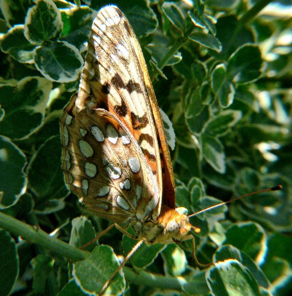 Coronis Fritillary