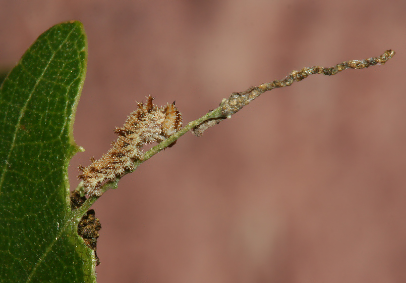 2nd instar showing perch