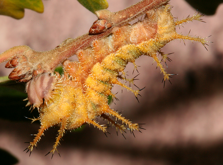 5th instar turning yellow anticipating pre-pupa
