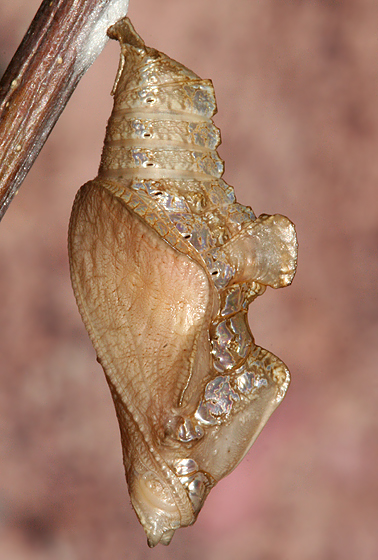 lateral view