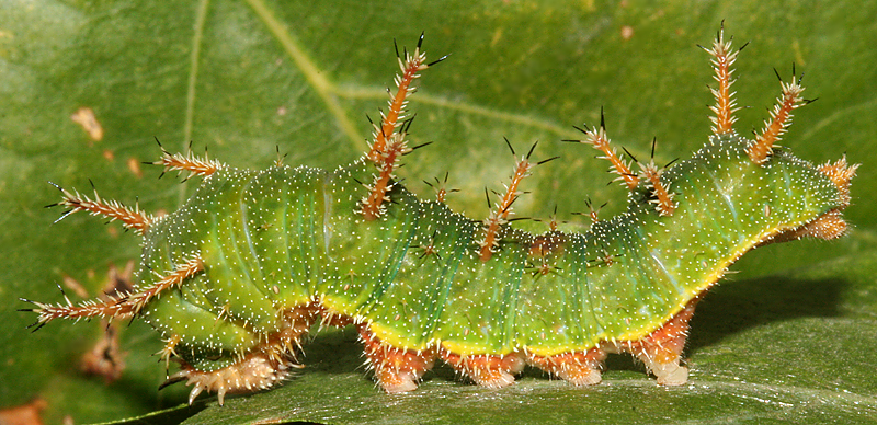 5th instar while in green color