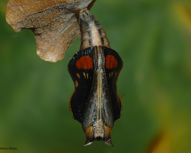 Pupa showing wing color on November 08, 2006