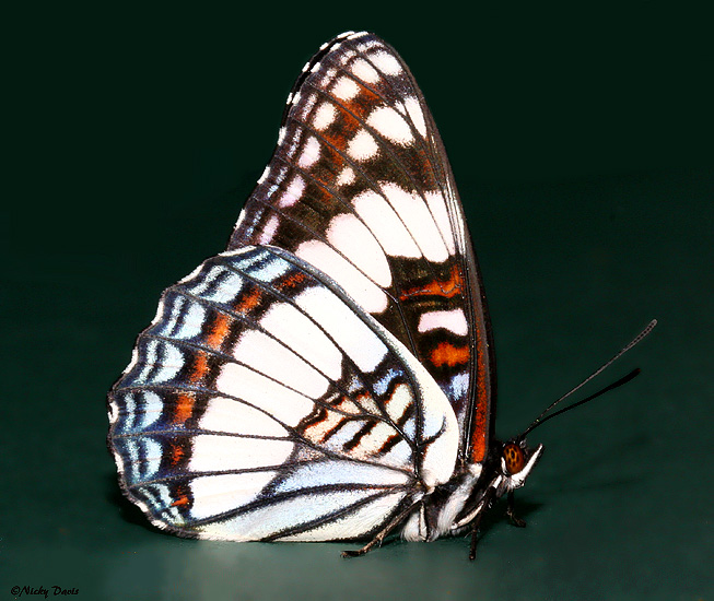 Male Weidemeyers Admiral, ventral view