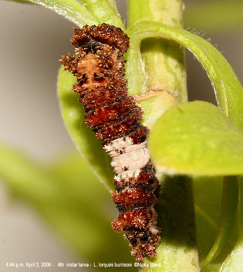 L. lorquini 3rd instar larva at 4:44 P.M. 04-02-06