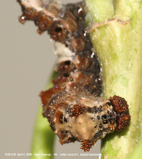 close-up of L. lorquini burrsoni larva - 8:08 A.M.
