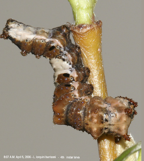 3rd instar L. lorquini burrisoni larva