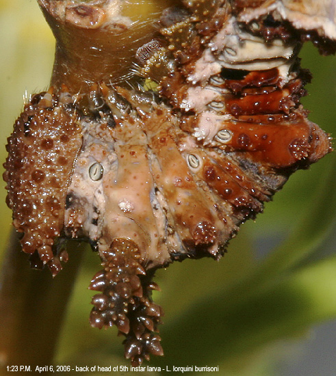 back of head of 4th instar larva at 1:23 P.M.