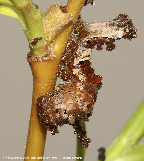 side view of molting larva- L. lorquini burrisoni