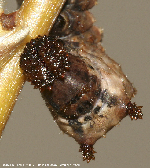 larva on April 6th