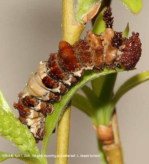 5th instar larva munching on willow leaf