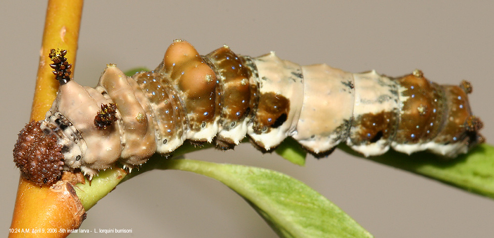 5th instar larva on April 9, 2006