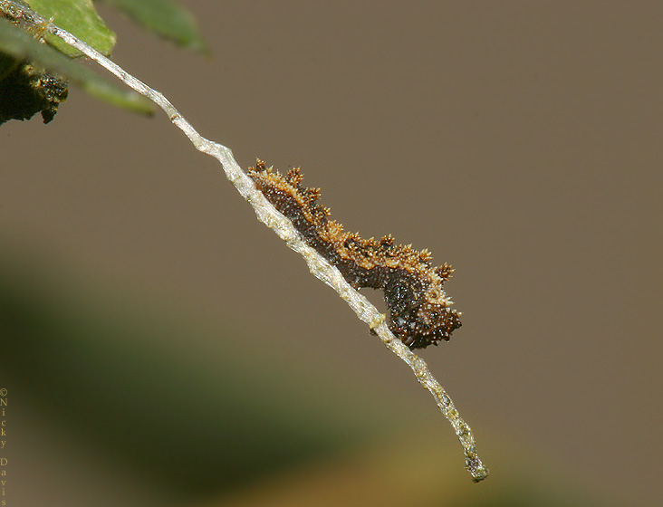 second instar just after molt