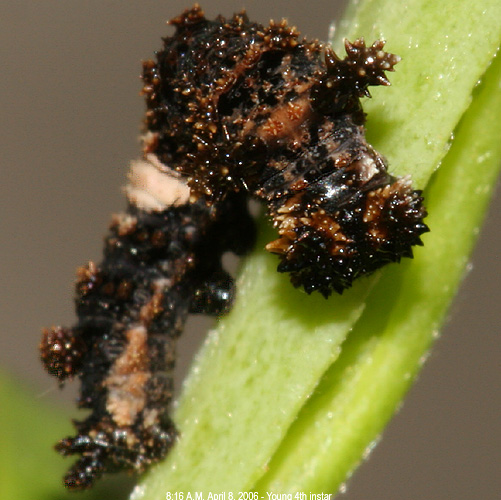 young 4th instar larva