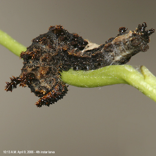 4th instar larva on April 9, 2006