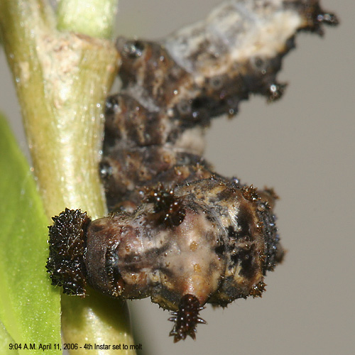 4th instar larva set to molt