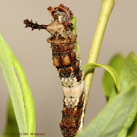 the instar larva , 04-13-06