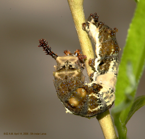 5th instar larva, 04-14-06