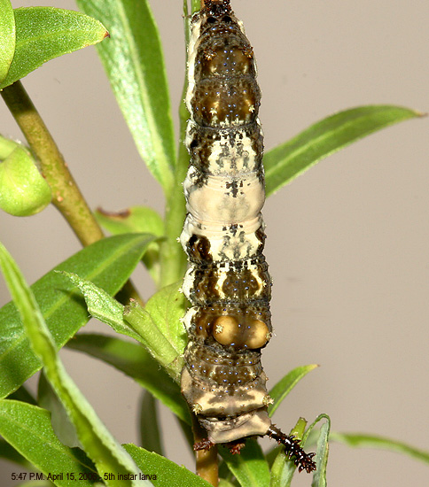 5th instar larva - 04-15-06