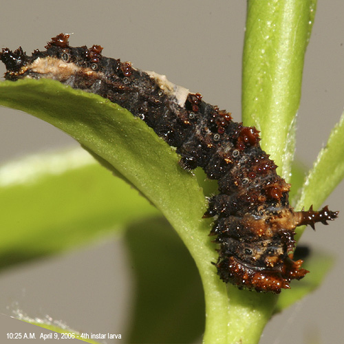 4th instar larva on 4-09-06