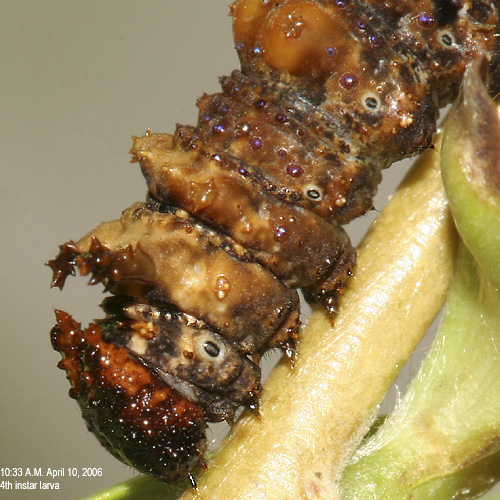 4th instar larva-head close-up