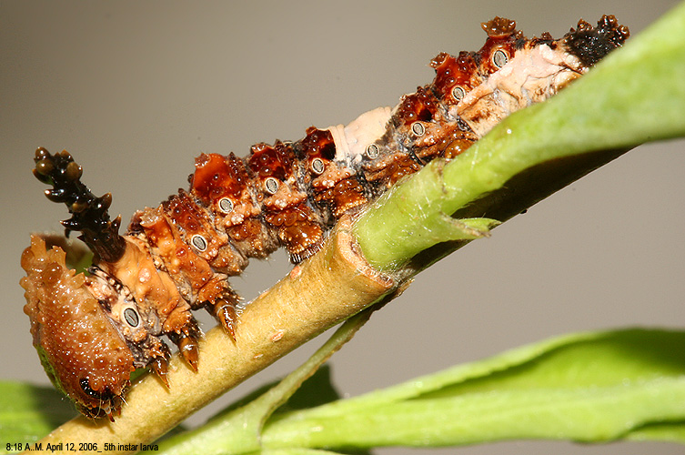 5th instar larva