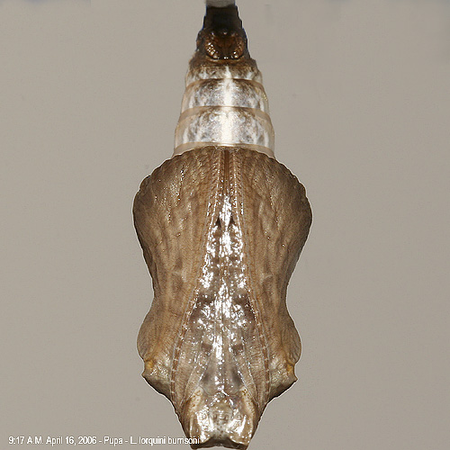 L. lorquini burrisoni pupa - April 16, 2007